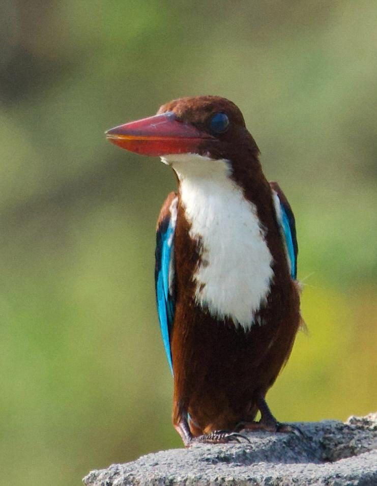 White-throated kingfisher