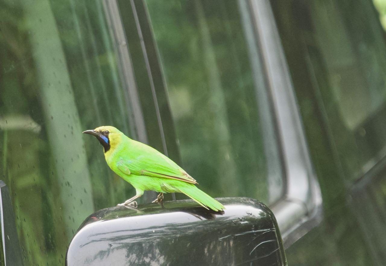 Green leafbird perched on a car mirror at Ladigarh