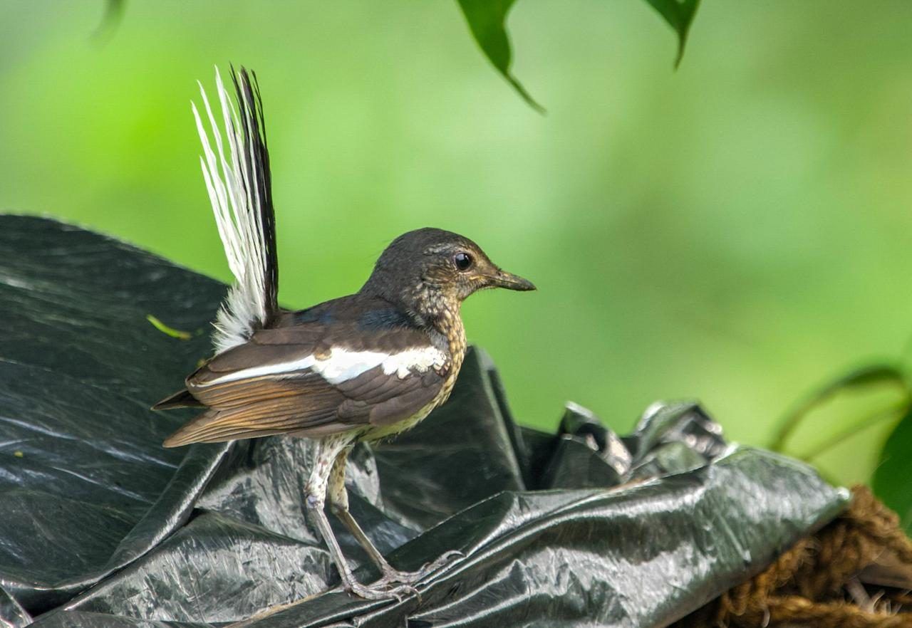 Oriental magpie-robin