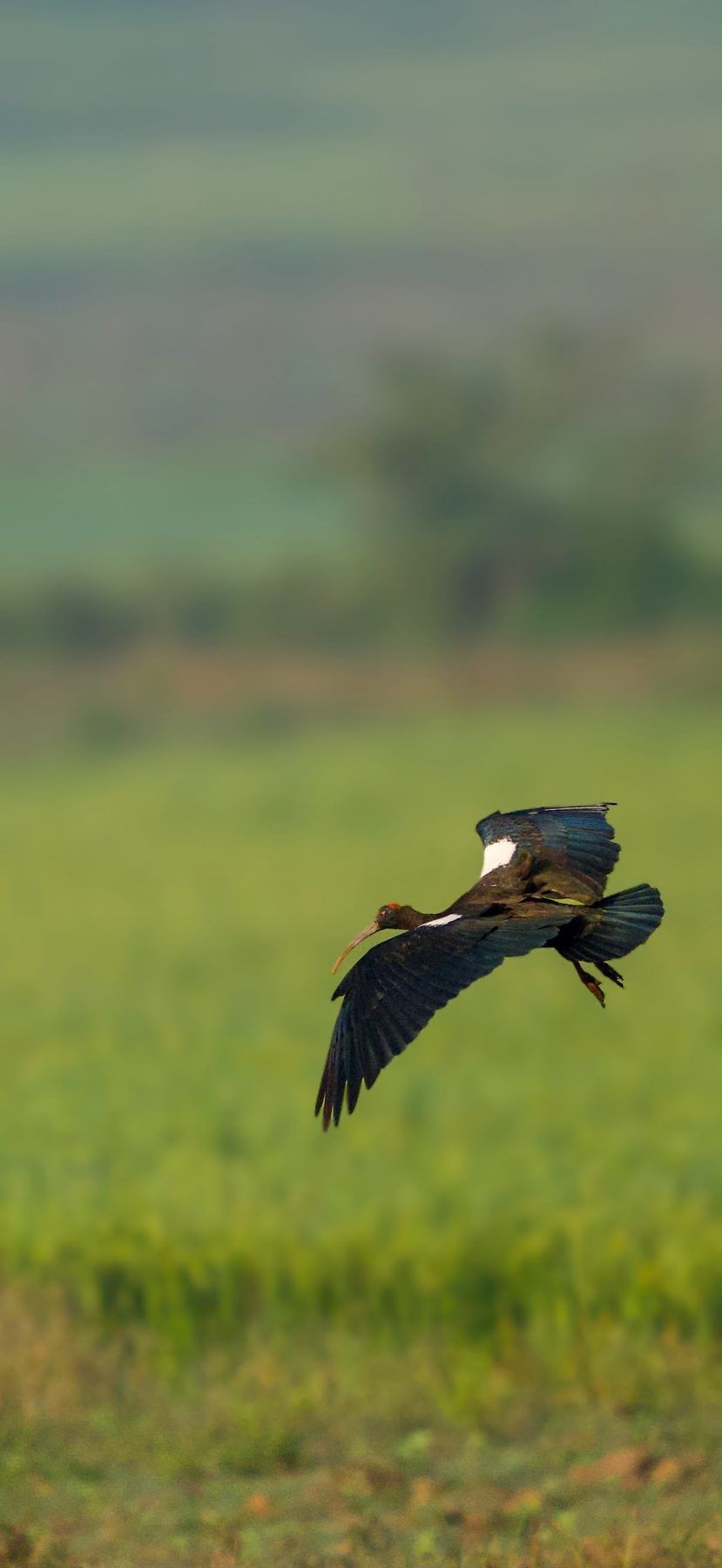 Red-naped ibis in flight