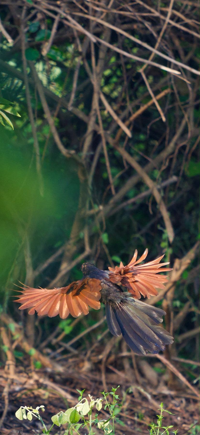 Greater coucal with chestnut wings spread