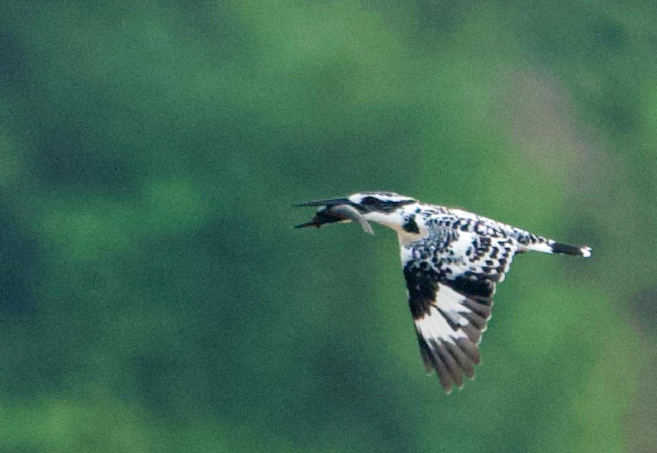 Pied kingfisher in flight