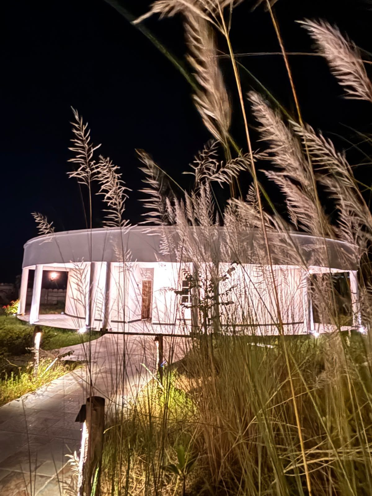 White kans grass plumes beside a lit cottage at night