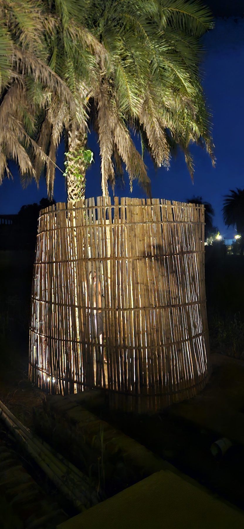 Bamboo screen and palm lit at night