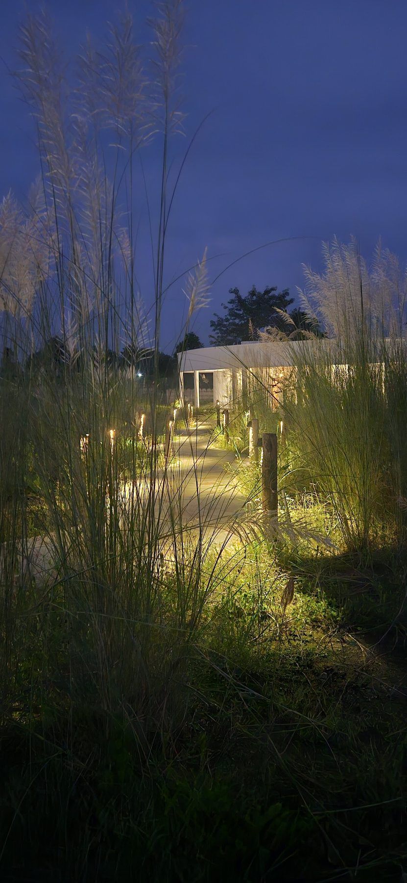 Lit path through tall grass at blue hour