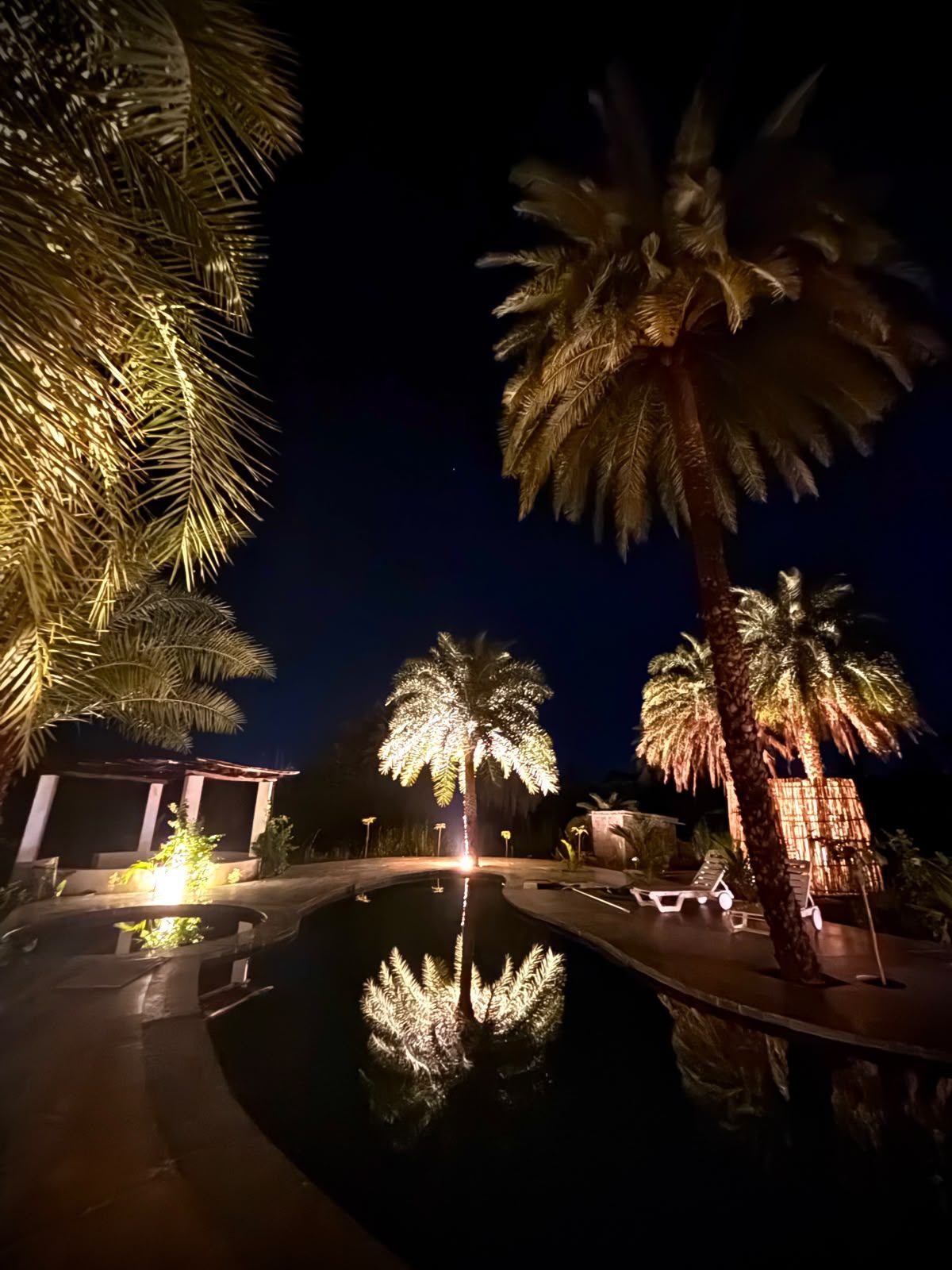 Palms lit around the pool at night