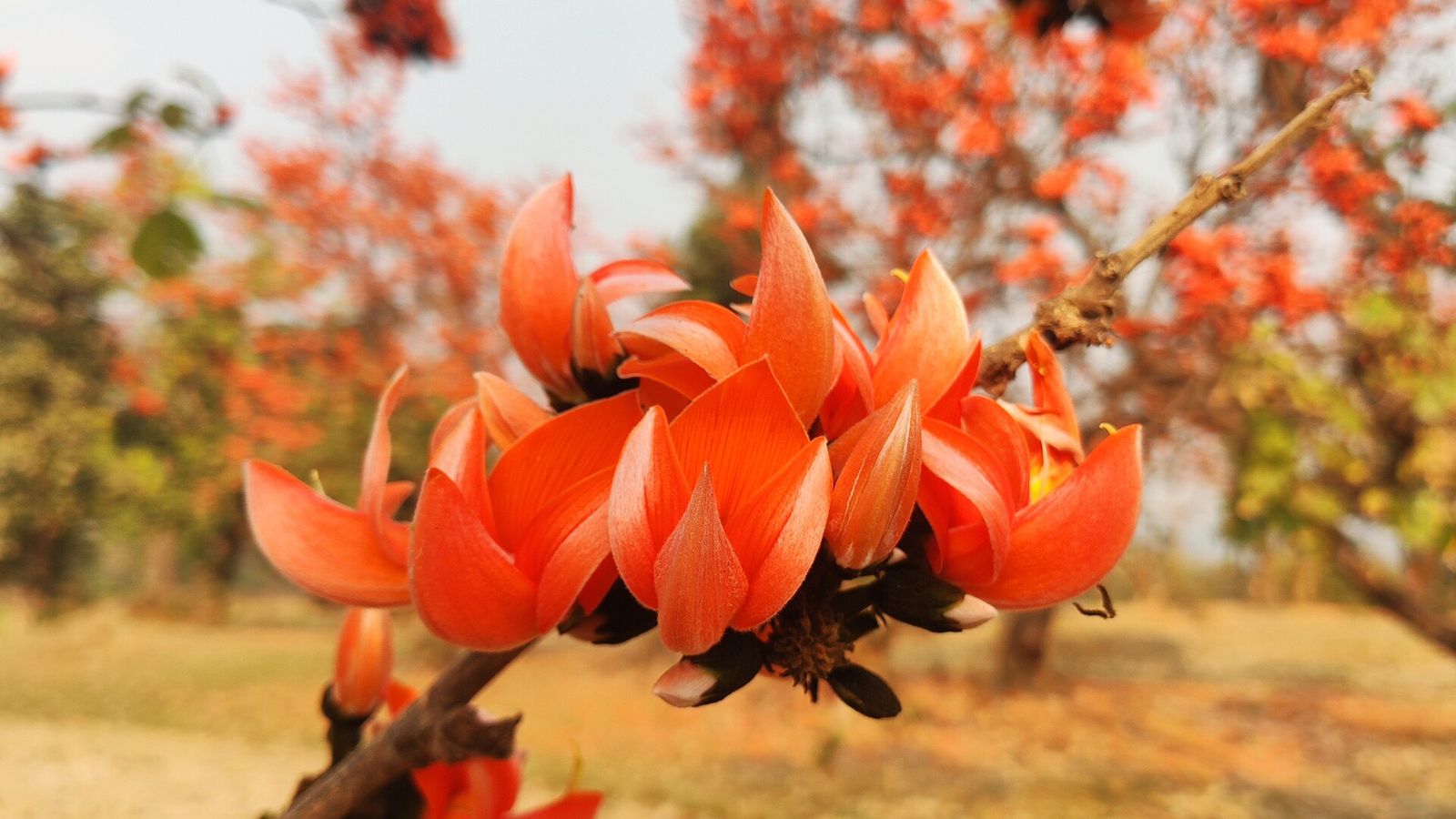 Palash flowers