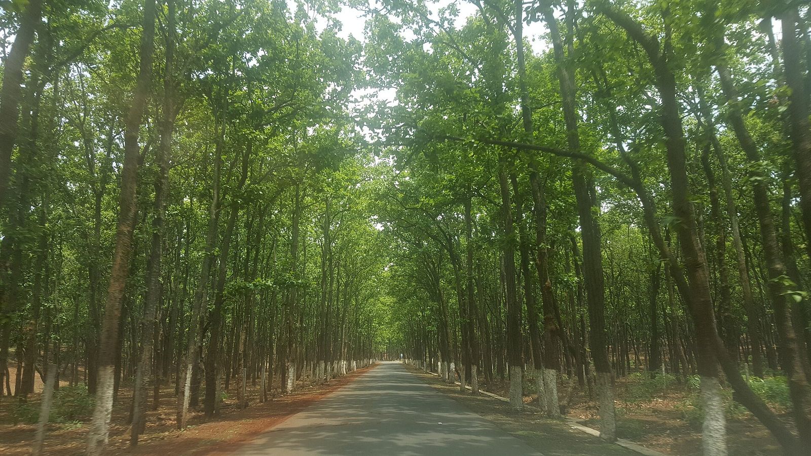 A road through tall sal forest