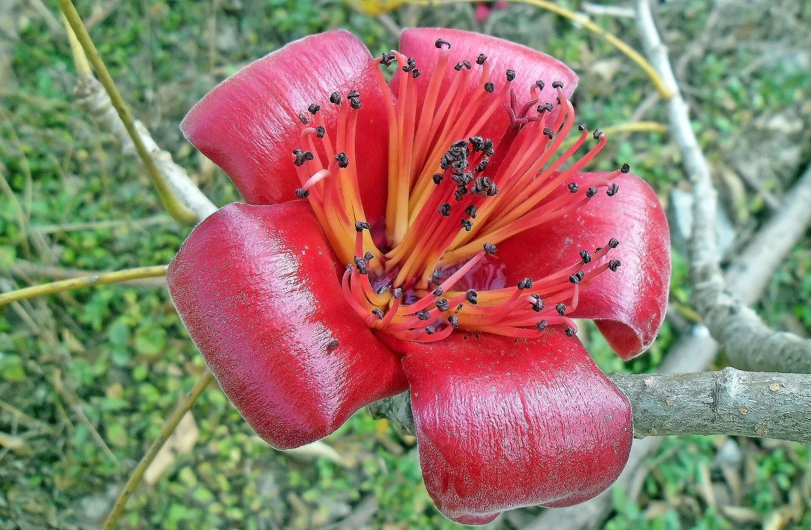Red semal (silk-cotton) flower